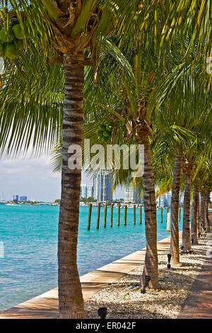 Reihe von Palmen entlang der Wasserstraße in Miami Beach, Florida. Stockfoto