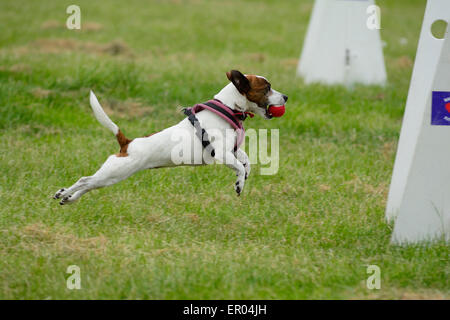 Jack Russel Hund springt mit Ball im Wettbewerb in der Grafschaft Hertfordshire Showground, Redbourn, Hertfordshire, England Stockfoto