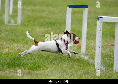 Jack Russel Hund mit Ball im Wettbewerb in der Grafschaft Hertfordshire Showground, Redbourn, Hertfordshire, England Stockfoto