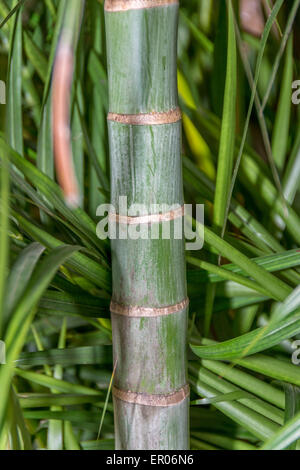 Holzige Bambus in Guatemala Stockfoto