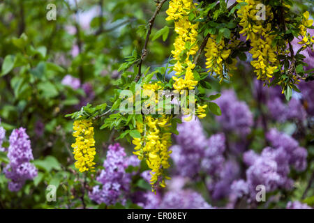 Laburnum anagyroides blühender Gartenstrauch, lila Hintergrund Blooming, Sträucher Stockfoto