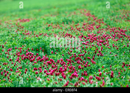 Trifolium incarnatum, Crimson-Klee, Futtermittel für Viehzucht, Gründünger Pflanzenfarbe Blumenfeld, May Agricultural Crop Agriculture Stockfoto