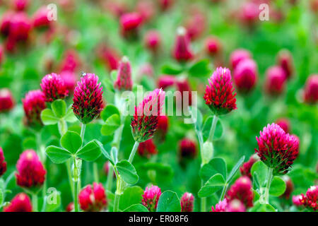Trifolium incarnatum, Purpurroter Klee, Futtermittel für Vieh, gründüngung Anlage Stockfoto