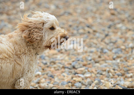 Eines 18 Monate alten Hundes (Rasse Cockapoo) Fell bläst der Wind bei einem Spaziergang entlang des Strandes in Brighton. Stockfoto