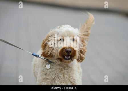 Ein 18 Monate altes Cockapoo Hund an der Leine einen Spaziergang unternommen. Stockfoto