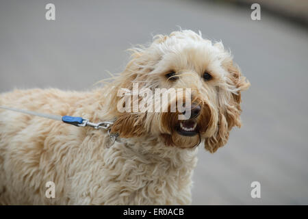 Ein 18 Monate altes Cockapoo Hund an der Leine einen Spaziergang unternommen. Stockfoto