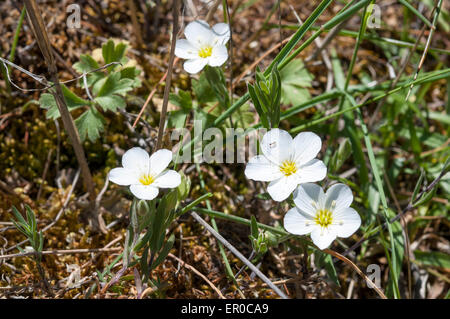 Blumen des Berges Sandwort, Arenaria Montana. Foto im Guadarrama-Gebirge, La Pedriza, Madrid, Stockfoto