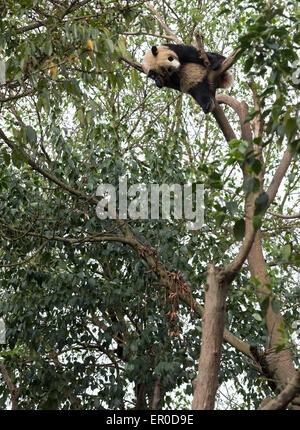 Großer Panda (Ailuropoda Melanoleuca) schläft ein langer Weg auf einen Baum im Chengdu Panda Breeding and Research Center Stockfoto