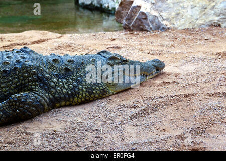 Krokodil im Bioparc Valencia Stockfoto