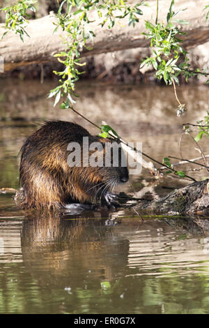 Nutrias (Biber brummeln), ein Nagetierarten eingeführt, um Deutschland aus Südamerika, am Ufer Flusses von der Nidda Fütterung rive Stockfoto