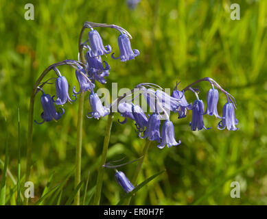 Glockenblumen wachsen auf einer am Straßenrand Kante in Inverness-Shire. Schottland.  SCO 9806. Stockfoto