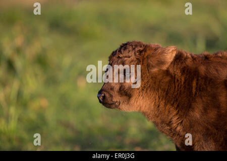 Highland-Kalb Stockfoto