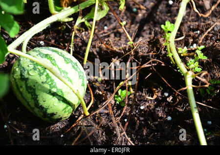 Wassermelone im Garten Stockfoto