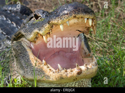 Amerikanischer Alligator (Alligator Mississippiensis) Zähne, Brazos Bend State Park, Needville, Texas, USA. Stockfoto