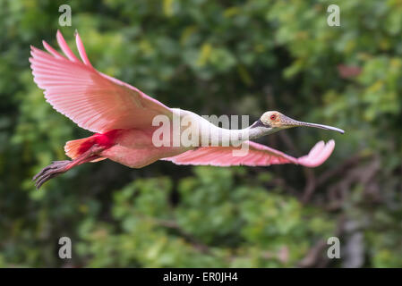 Rosige Löffler (Platalea Ajaja) fliegen, High Island, Texas, USA Stockfoto