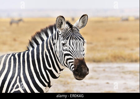 Kopf und Gesicht eines Zebras Stockfoto