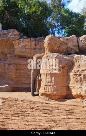 Elefant versteckt im Bioparc Valencia Stockfoto