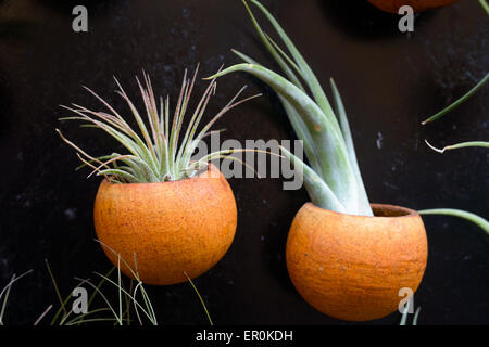 Schöne Komposition von Tillandsia, immergrüne, ausdauernde Blütenpflanzen in der Familie Bromeliaceae, ursprünglich aus der fores Stockfoto