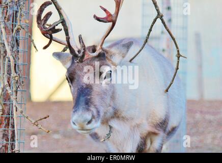 Ausgewachsene shaggy Rentier mit Geweih - Rentiere, Karibus, Rotwild, männlich, natürlichen, rangifer, Säugetier, Stockfoto