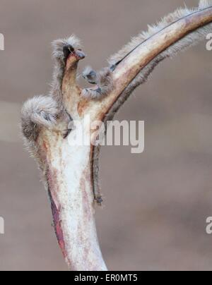 Rentier Geweih - Rentier, samt Peeling Stockfoto