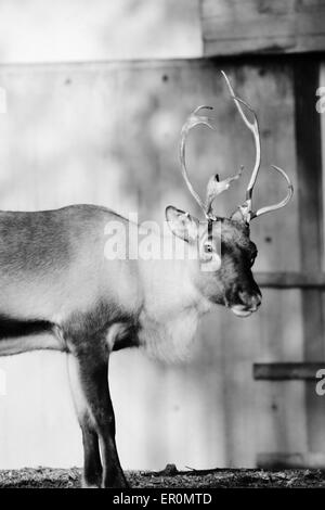 Schwarz und Weiß, Rentier mit Geweih - Rentiere, Karibus, Rotwild, männlich, natürlichen, rangifer, Säugetier, Stockfoto