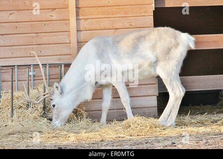 Ausgewachsene shaggy Rentier mit Geweih - Rentiere, Karibus, Rotwild, männlich, natürlichen, rangifer, Säugetier, Stockfoto