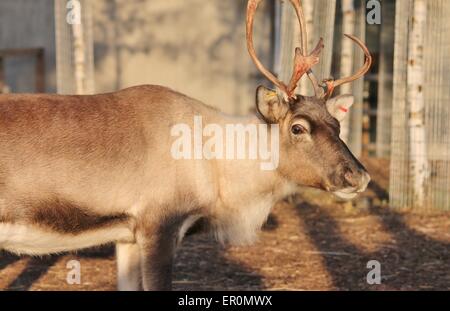 Ausgewachsene shaggy Rentier mit Geweih - Rentiere, Karibus, Rotwild, männlich, natürlichen, rangifer, Säugetier, Stockfoto