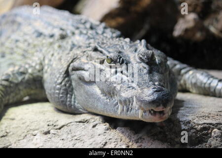 Alligator, Amerika, amerikanisch, Tier, schwarz, Krokodil, Everglades, Fauna, Florida, Rasen, grün, Lay, Verlegung, Mississippiensi Stockfoto