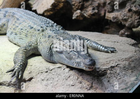 Salzwasser Krokodil ruht auf einem Felsen in der Sonne Stockfoto