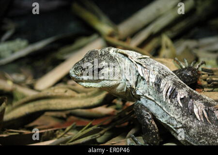 Iguana - utila Stacheligen-tailed Iguana - ctenosaura Bakeri ein Leguan auf dem Waldboden Stockfoto