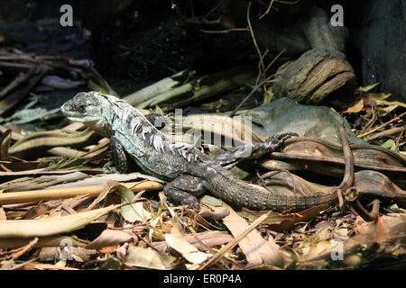 Iguana - utila Stacheligen-tailed Iguana - ctenosaura Bakeri ein Leguan auf dem Waldboden Stockfoto