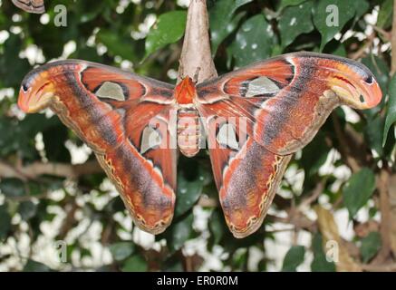 Der Atlas Moth (attacus Atlas) Flügel öffnen Stockfoto