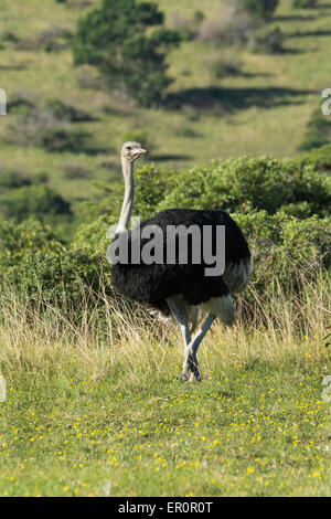 Südafrika, Eastern Cape, East London. Inkwenkwezi Game Reserve. Strauß (WILD: Struthio Camelus), männliche in Grünland Lebensraum. Stockfoto