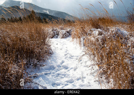 Sonnenbeschienene schneebedeckte Piste, die durch goldbraune Gräser zum Berg im Hintergrund führt, mit grauem stürmischem Himmel über dem Kopf. Soni, Japan. Stockfoto