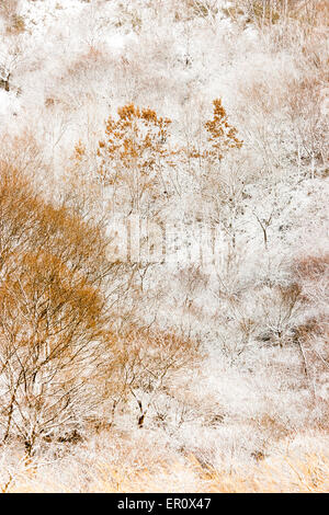 Komprimierte Perspektivaufnahme von zwei Bäumen mit braunen Blättern vor dem Hintergrund schneebedeckter Sträucher auf der Bergseite bei Soni, Japan. Stockfoto