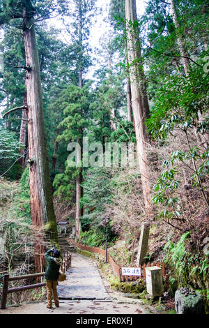 Schmaler Pfad, der durch hohe Zedernbäume führt, während im Vordergrund ein Mann sich an einen über ihm ragenden Baum des Fotografen zurückzieht. Murou-ji-Tempel, Nara. Stockfoto