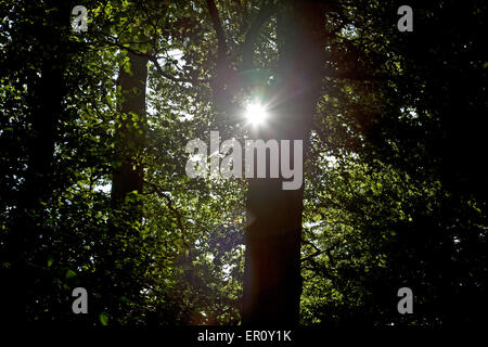 Der Sonne Strahlen durch Bäume, einen Stern auf der Kameralinse Stockfoto