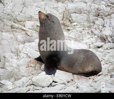 Stier braun oder Cape Seebär Arctocephalus percivali auf der Kaikoura Halbinsel auf der Südinsel Neuseelands Stockfoto