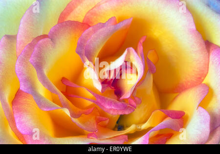 Nahaufnahme (Makro) von bunten Rosen in voller Blüte.  Farben sind violett, Pfirsich und gelb. Stockfoto