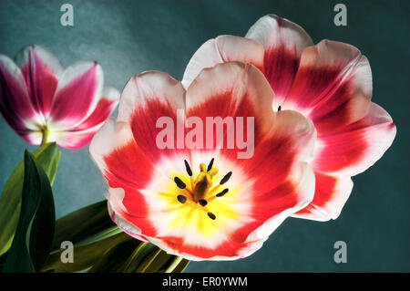 Drei rote, gelbe & weiße Tulpen in voller Blüte.  Nahaufnahme von einem niedrigen Winkel gedreht.  Einfarbigen Hintergrund. Stockfoto