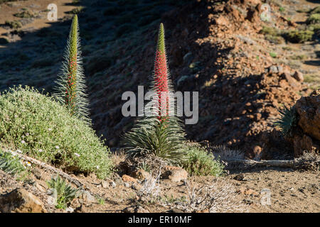 Die roten Bugloss (Tajinaste Rojo in Spanisch, Echium Wildpretii) ist eine endemische Pflanze aus dem Cañadas del Teide-Nationalpark Stockfoto