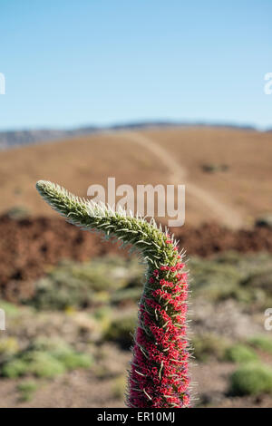 Die roten Bugloss (Tajinaste Rojo in Spanisch, Echium Wildpretii) ist eine endemische Pflanze aus dem Cañadas del Teide-Nationalpark Stockfoto