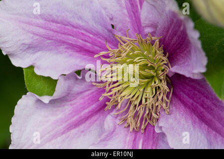 Clematis Blume Nahaufnahme, Spanien Stockfoto