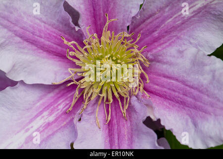 Clematis Blume Nahaufnahme, Spanien Stockfoto