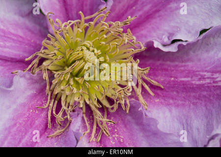 Clematis Blume Nahaufnahme, Spanien Stockfoto