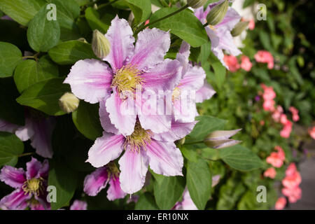 Clematis Blume Nahaufnahme, Spanien Stockfoto