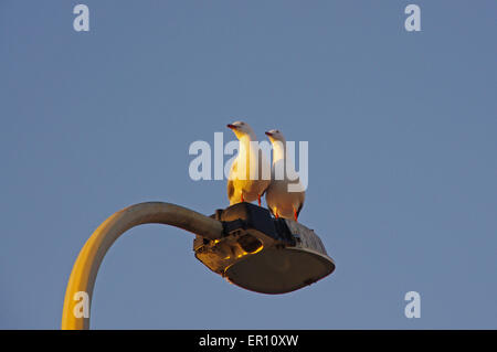 Zwei Möwen schauen in die gleiche Richtung. Stockfoto