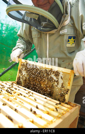 Arbeitsbienen am Aufbau des Kamms super Rahmen Stockfoto