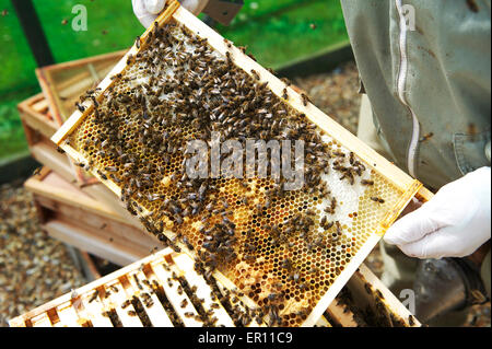 Biene-Halter mit Handschuhen eine Brut Halterahmen gezogen aus dem Bienenstock mit Arbeitsbienen auf. Stockfoto