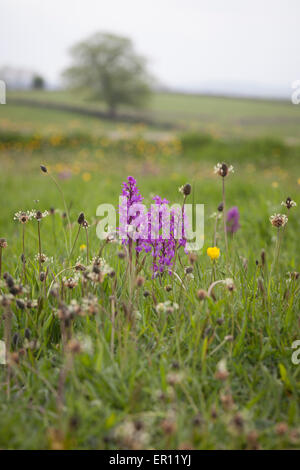 Gruppe von frühen lila Orchidee, Derbyshire Stockfoto